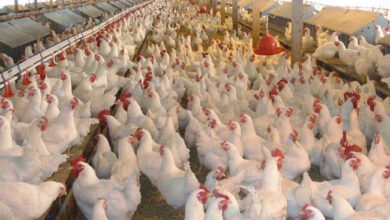 19 2017 636319963235508184 550 d06b58 - إيجي بيزنس