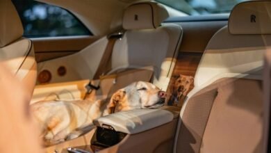 7981977766892202511100959155915 d754fd - إيجي بيزنس