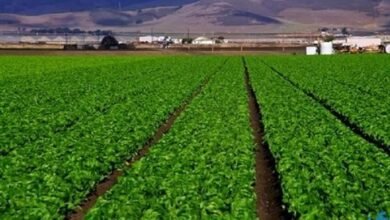 الريف المصري تطلق مشروعا لتوصيل الكهرباء لمليون فدان بسهل المنيا الغربي - إيجي بيزنس 494 8626f5 - إيجي بيزنس